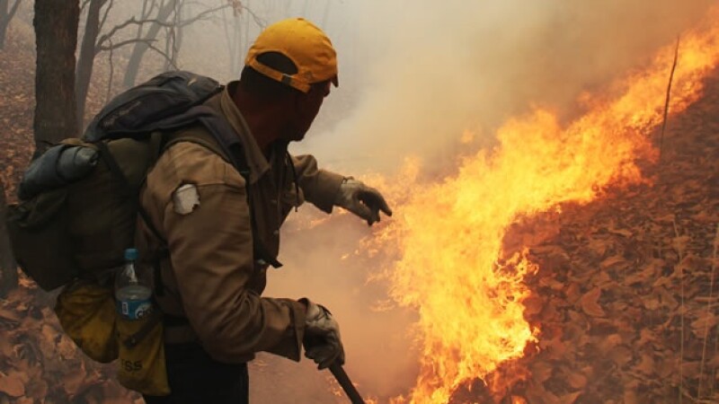Un incendio consumo el bosque La Primavera