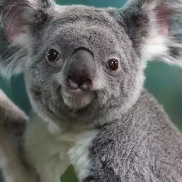 koala