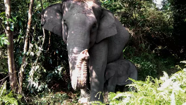 Más de un cuarto de la población mundial de elefantes ha sido exterminada en 10 años