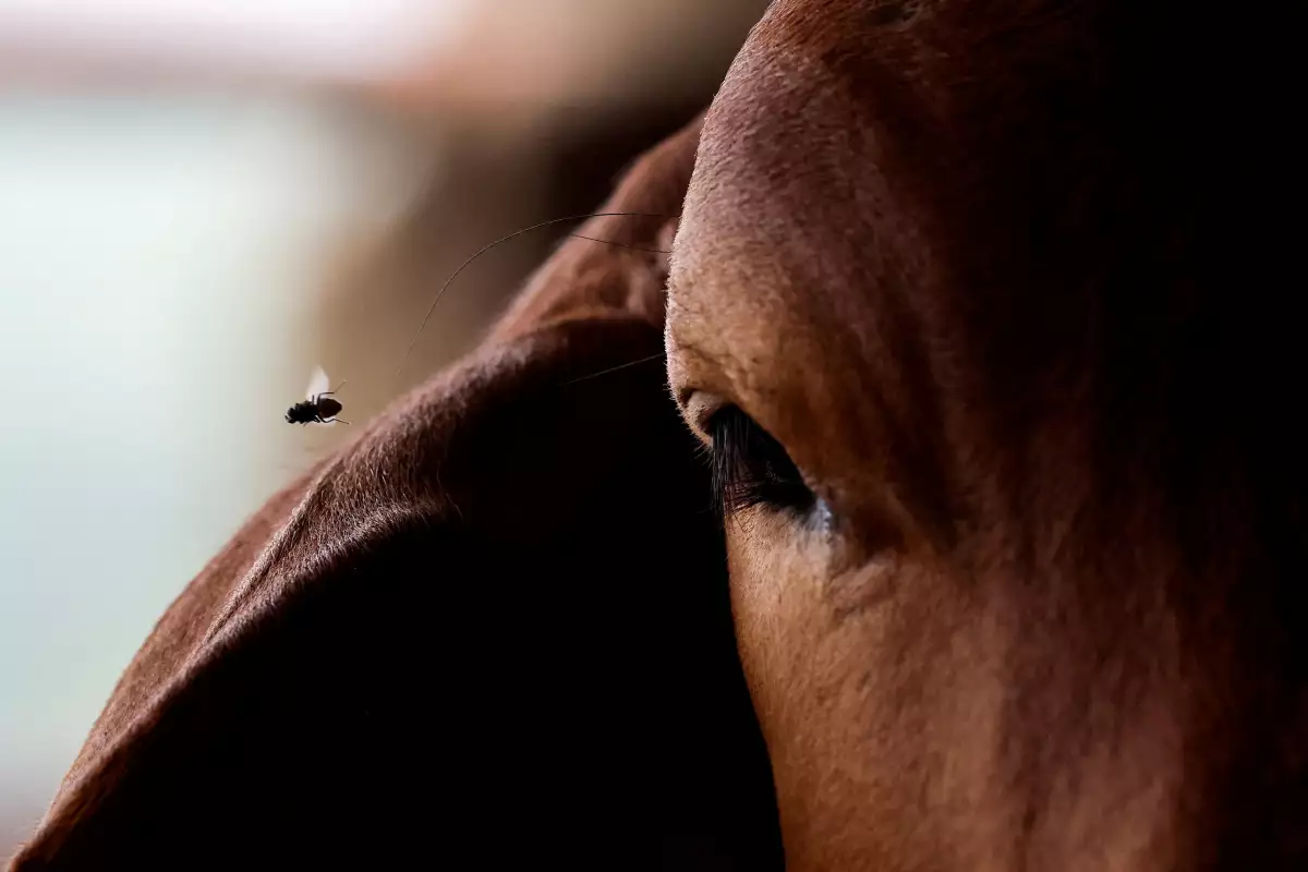 FILE PHOTO: Mexican government and livestock farmers struggle to control the outbreak of the screwworm