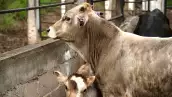 Gusano Barrenador