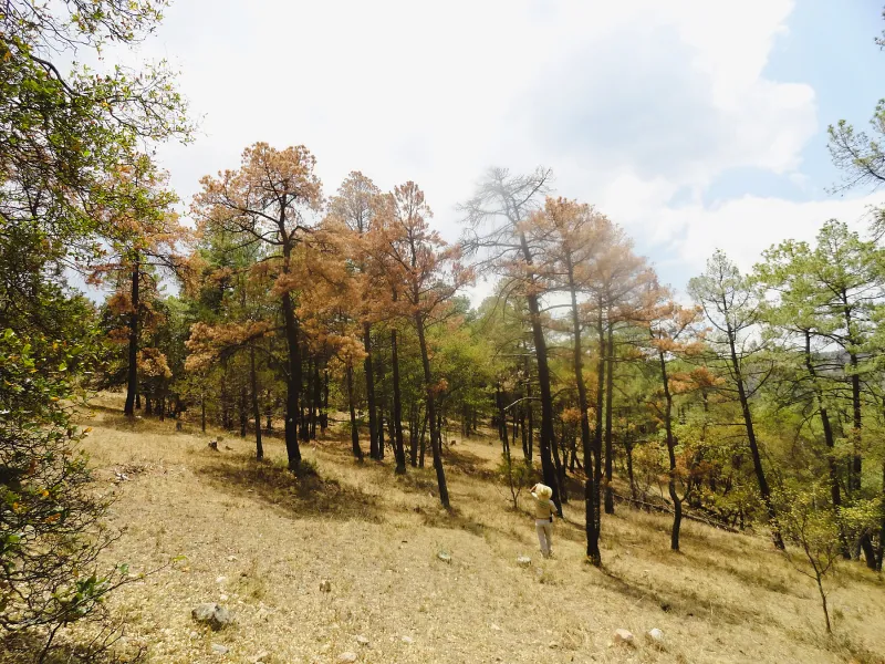 Persona recorre una zona boscosa entre árboles de pino y vegetación seca bajo un cielo parcialmente nublado.