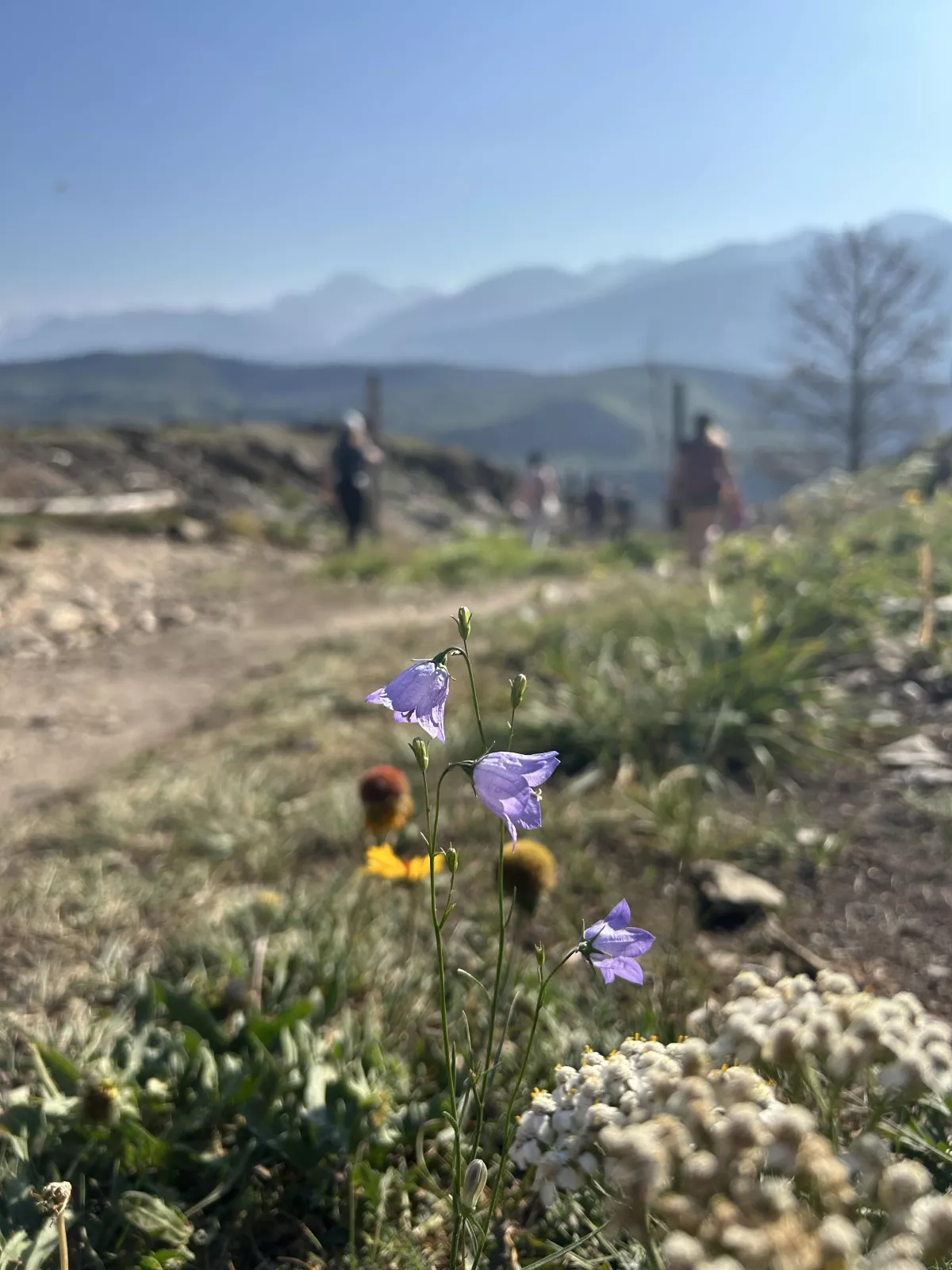 Foto de los bosques de Jasper, en Alberta, Canadá.