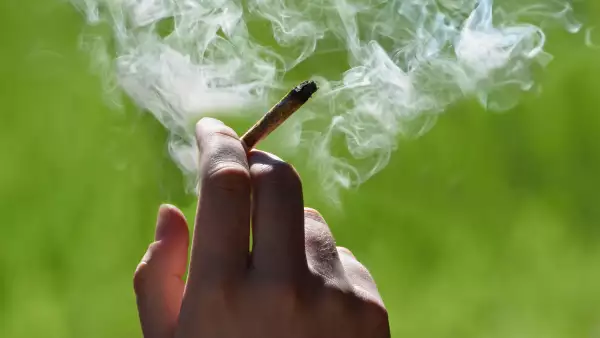 Cannabis