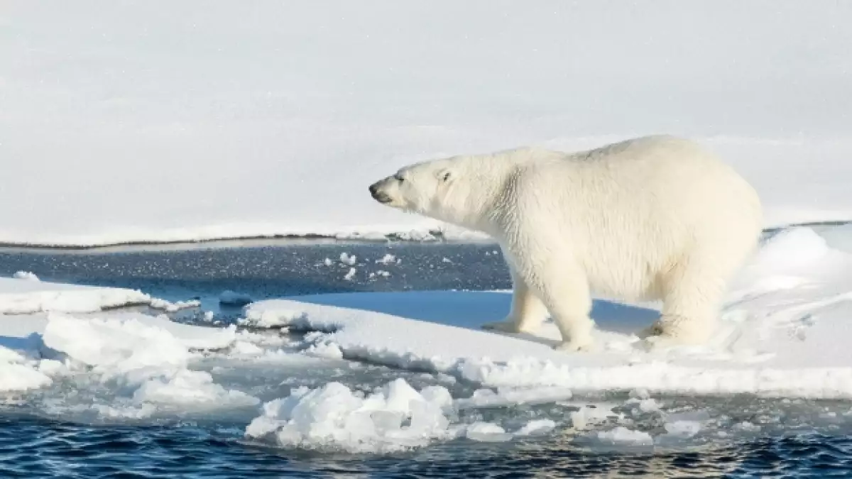 oso polar