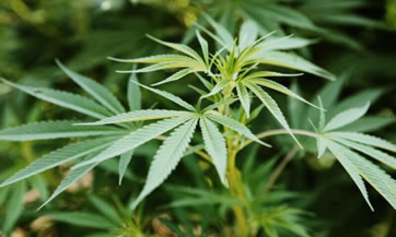 El ex ejecutivo piensa importar legalmente la marihuana directamente desde México. (Foto: Getty Images)