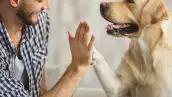 animales mascotas