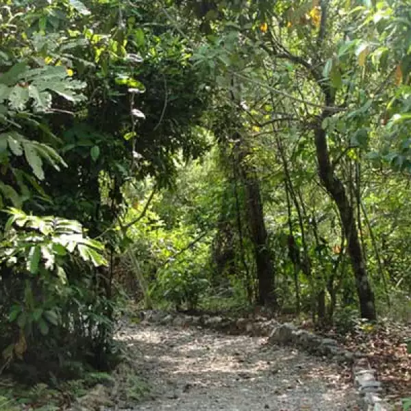 Los senderos del parque están diseñados para que los visitantes puedan conocer una parte de la selva en regeneración así como las especies que lo habitan, como el jaguaroundi, un felino nativo de Veracruz.