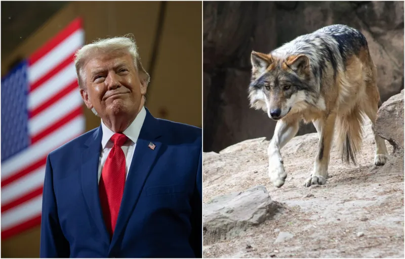 El presidente de Estados Unidos, Donald Trump, a la izquierda y un ejemplar del lobo gris mexicano, a la derecha.