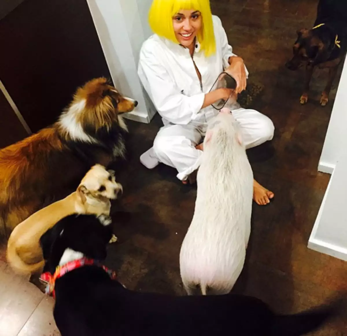 Miley podría haber adoptado a su "compañero modelo".