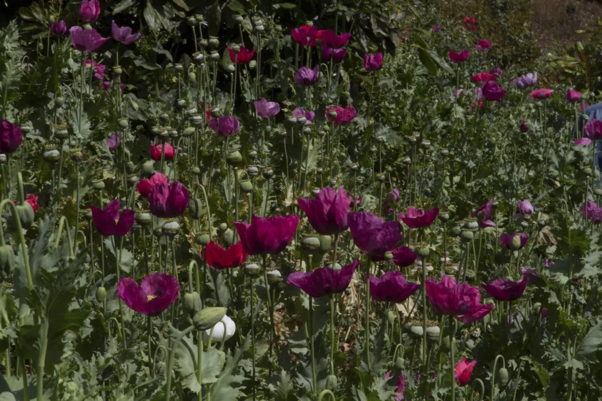 Cultivo-amapola