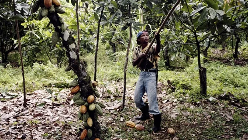 cultivo cacao trabajo infantil