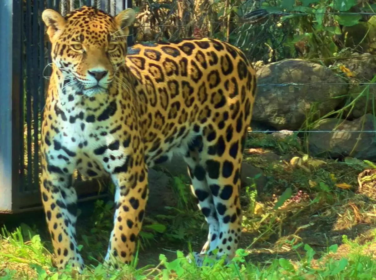 refugio jaguar mexico