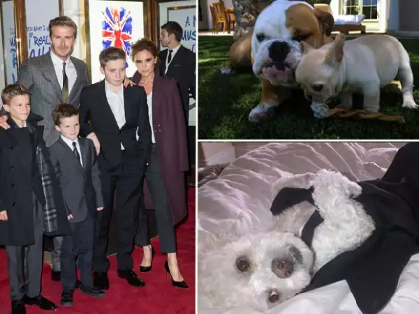 Coco y Scarlett son de la raza Bulldog, el primero inglés y la segunda francesa. Harry es este adorable Poodle.