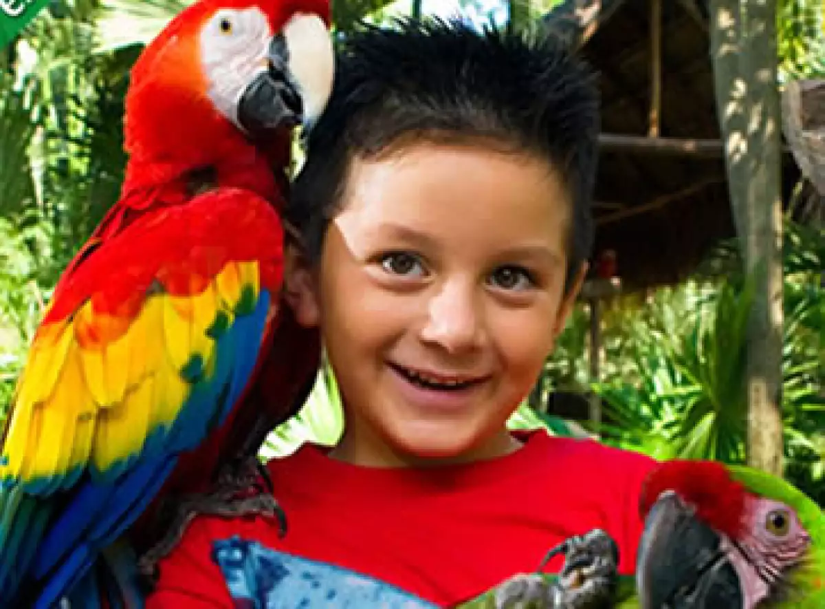 La guacamaya roja actualmente existe de forma natural en la Selva lacandona y otras partes de Chiapas. (Foto: Cortesía Xcaret)