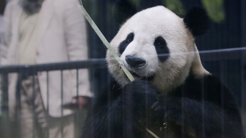 panda shin shin tokio japon