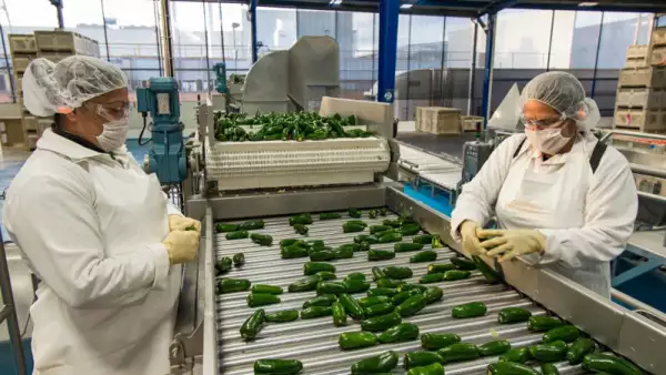 personas en una fábrica limpiando chiles