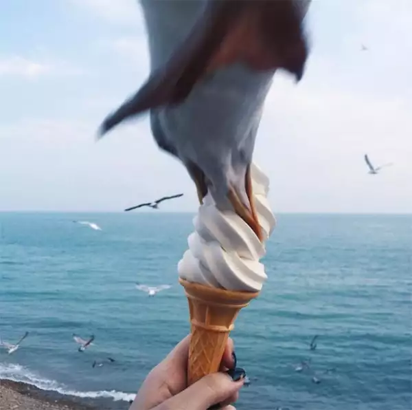 ¡Bye helado! La gaviota arruinó la foto y el postre de Tara.