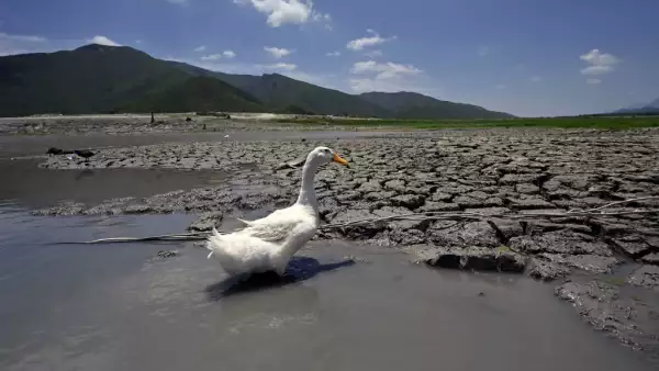 (Pato en la represa Miguel Gómez (conocida como La Boca) en el municipio de Santiago, Estado de Nuevo León)