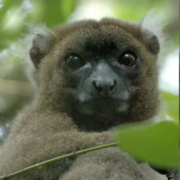 La mitad de los primates en el mundo en riesgo de extinción