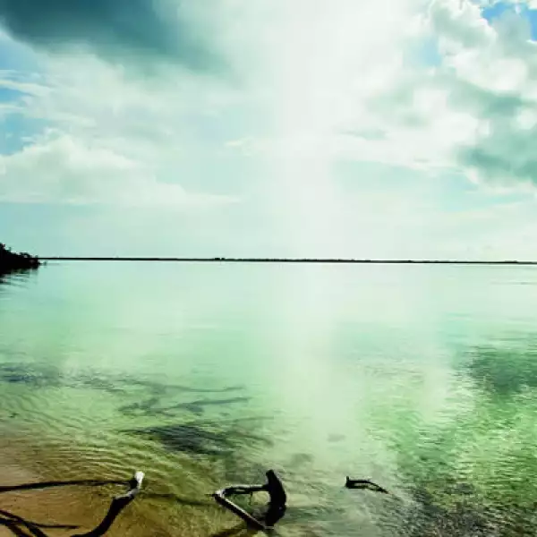 Los manglares son críticos para la supervivencia de especies en la reserva: filtran agua contaminada y sedimento atrapado, protegiendo al arrecife de coral.