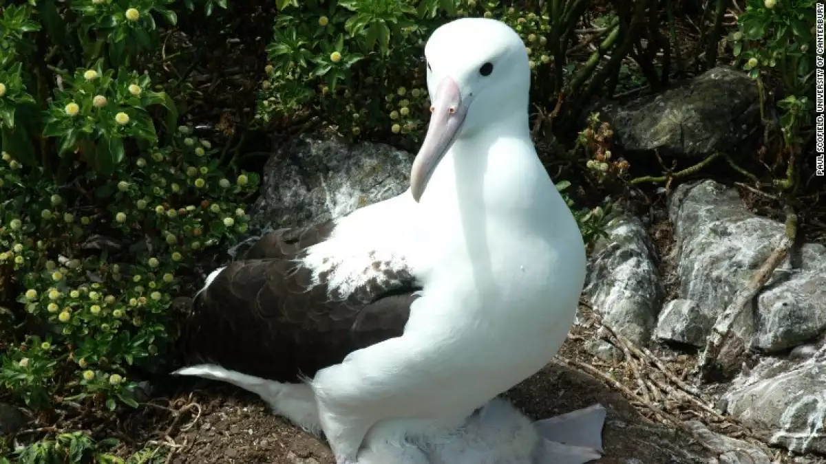 Albatros