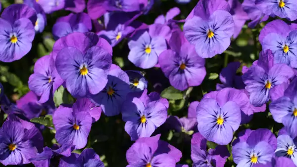 flores-moradas-9-de-octubre