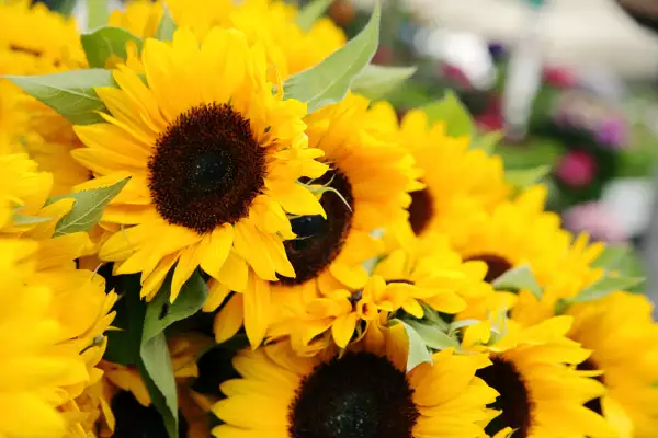 ¿Cuál es el significado de regalar flores amarillas el 21 de marzo?