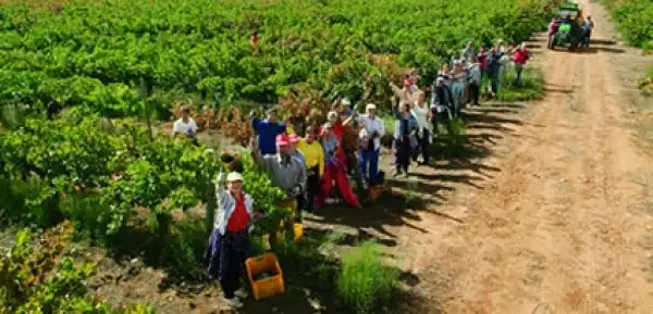 Hoy día los vinos del Marqués de griñón están presentes en casi 50 países del mundo.