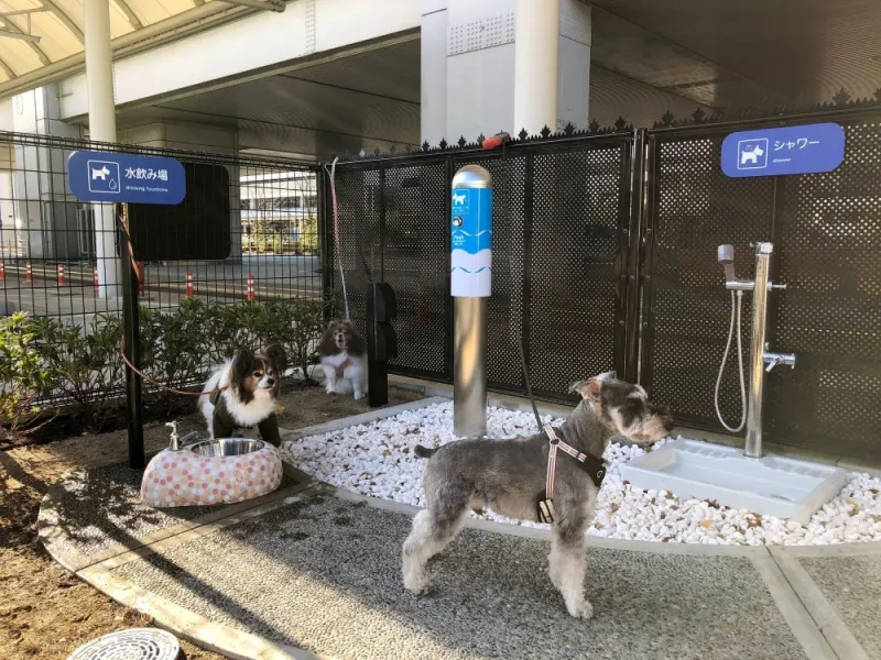 caninos.JPG