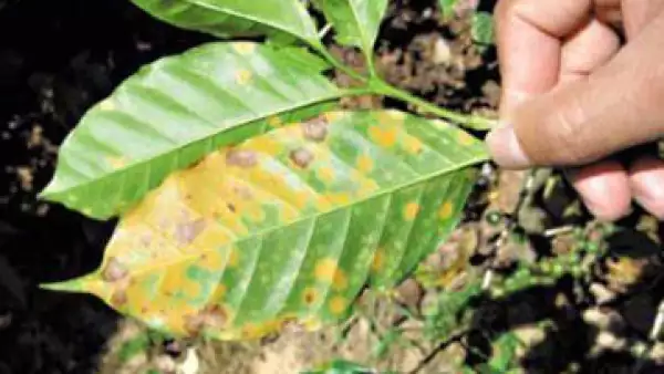 Hojas de Caf�