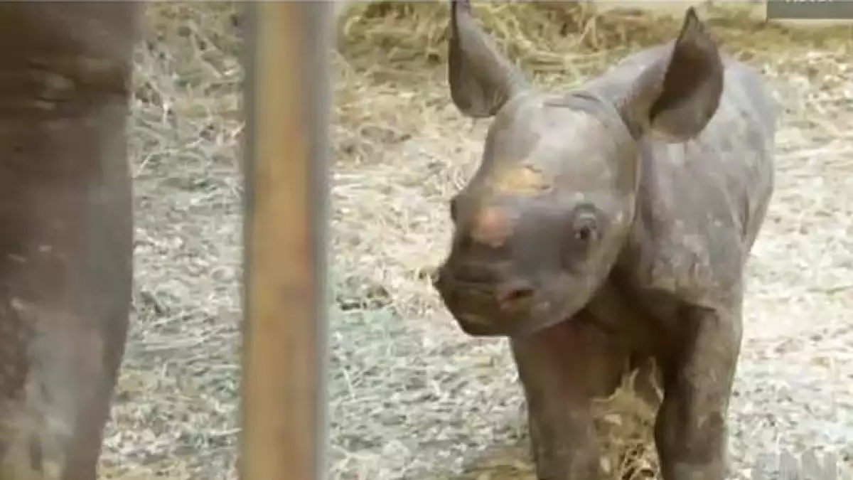 bebe rinoceronte negro nacida en cautiverio en zoológico de pittsburgh
