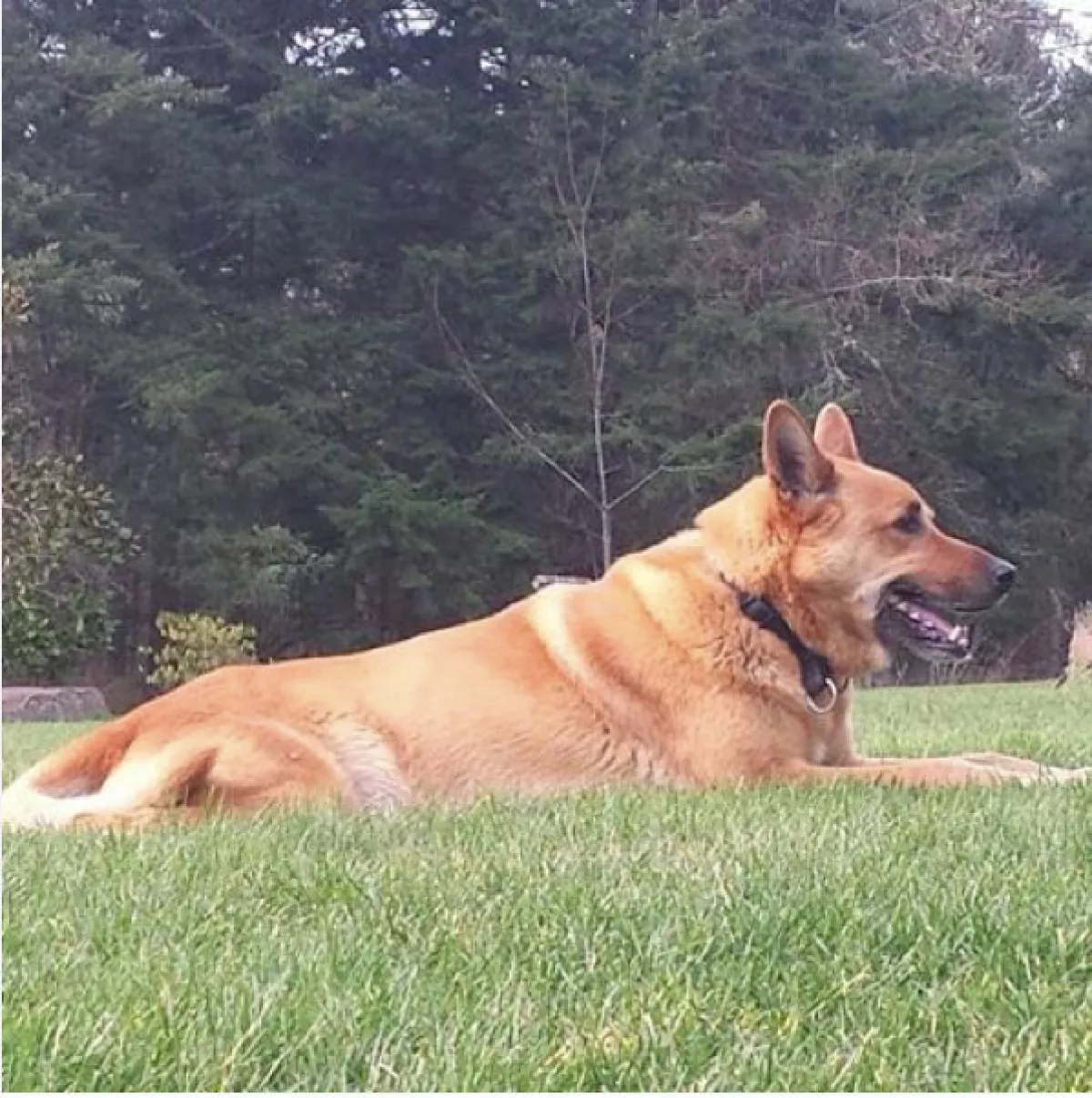 La actriz se encuentra indignada y exige justicia para su mascota.