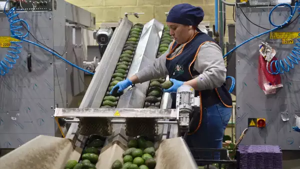 Las mujeres producen 19 mil mdd en alimentos, pero 91% de ellas no tiene seguro social
