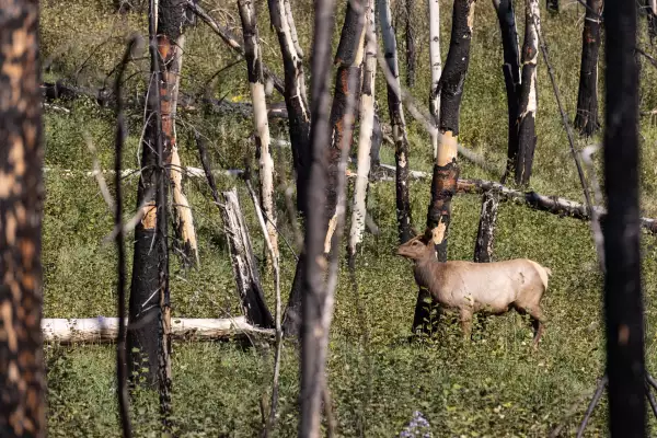 Foto de los bosques de Jasper, en Alberta, Canadá.