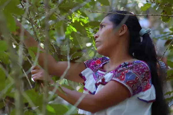 Campesina Harvesting Coffee