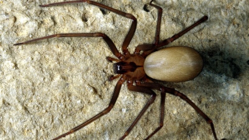 araña reclusa negra