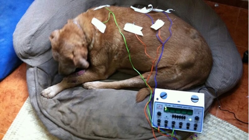 perro acupuntura