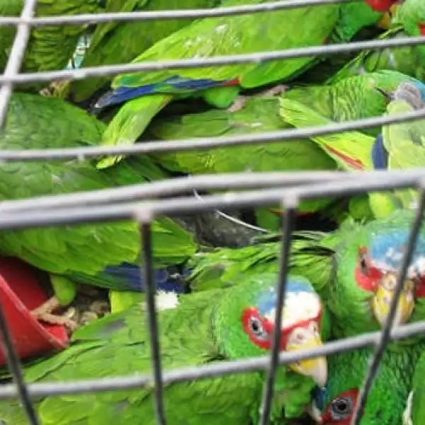 pericos aves mercado ilegal