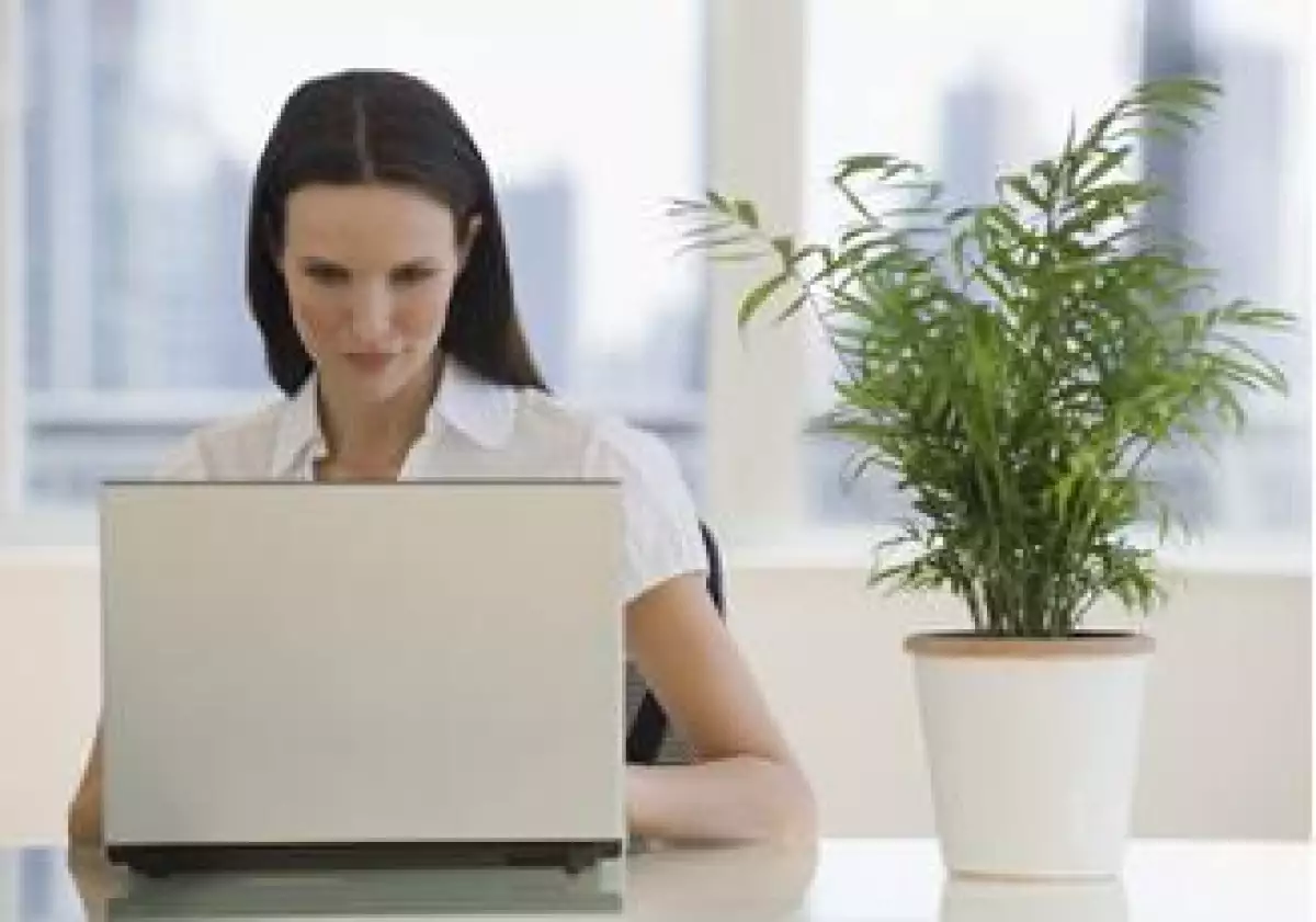 computadora oficina planta verde empleo