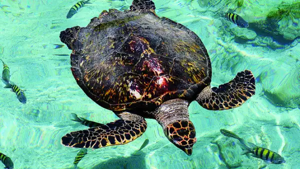 La tortuga boba o caguama convive en armonia con peces del Caribe en el acuario de la isla San Martín.