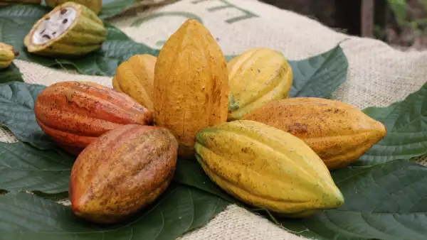 cacao