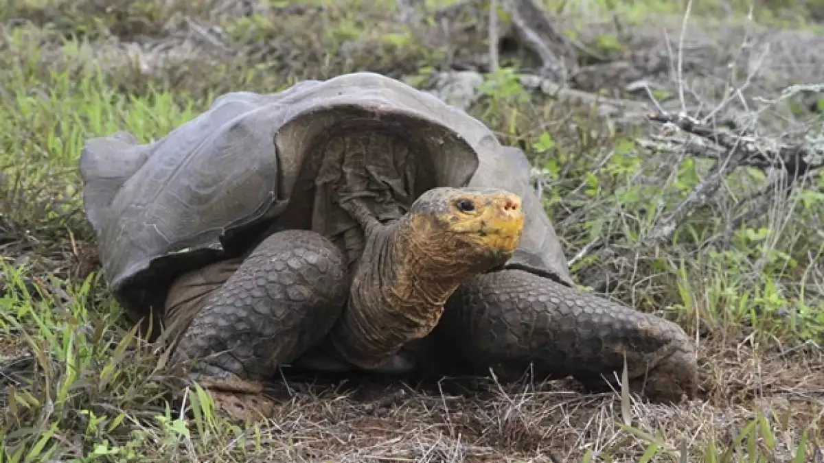 tortuga gigante de la española Galapagos