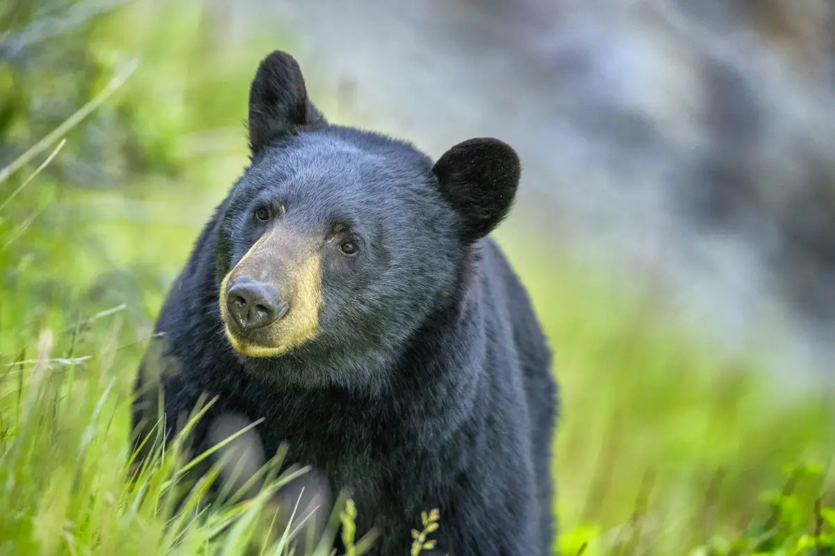 Oso negro