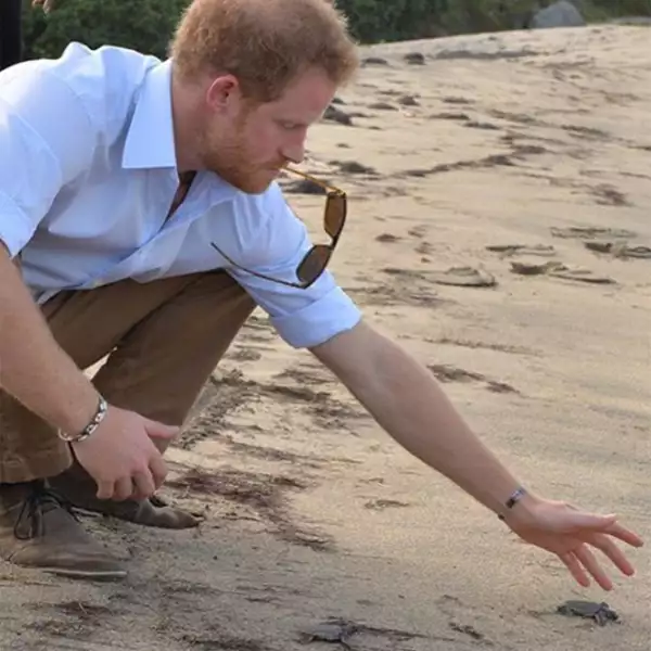 Harry liberando tortugas