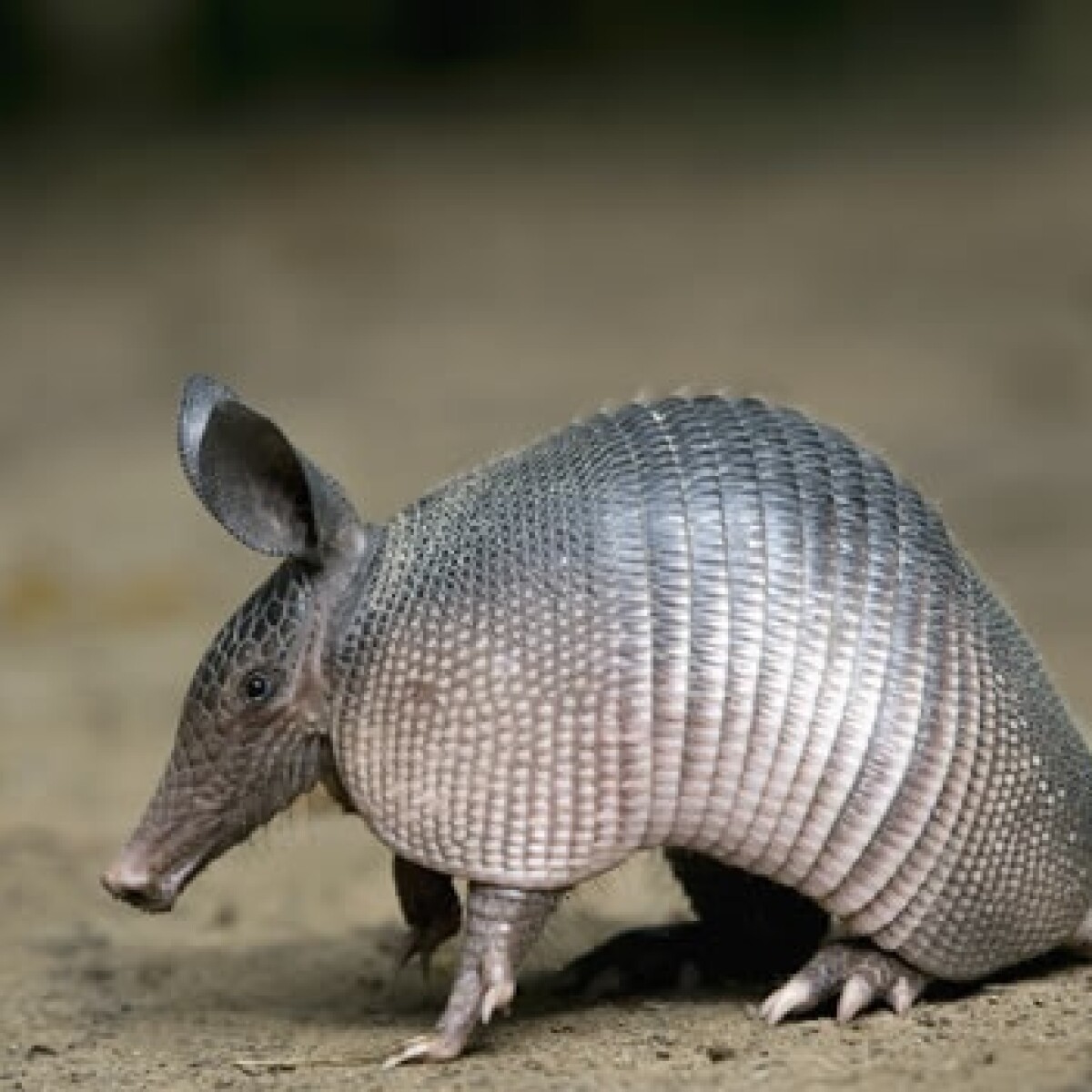 El consumo y caza de armadillos está ligado al contagio de lepra