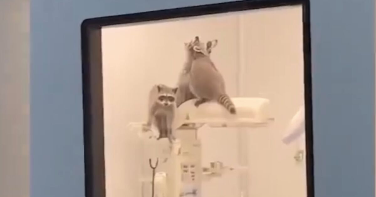 Rakunlar Acapulco'daki ISSSTE ameliyathanesinde oyun oynuyor