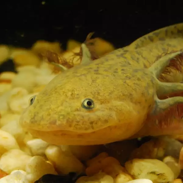 Habrá un Museo del ajolote en el Zoológico de Chapultepec. (Ajolote nadando)