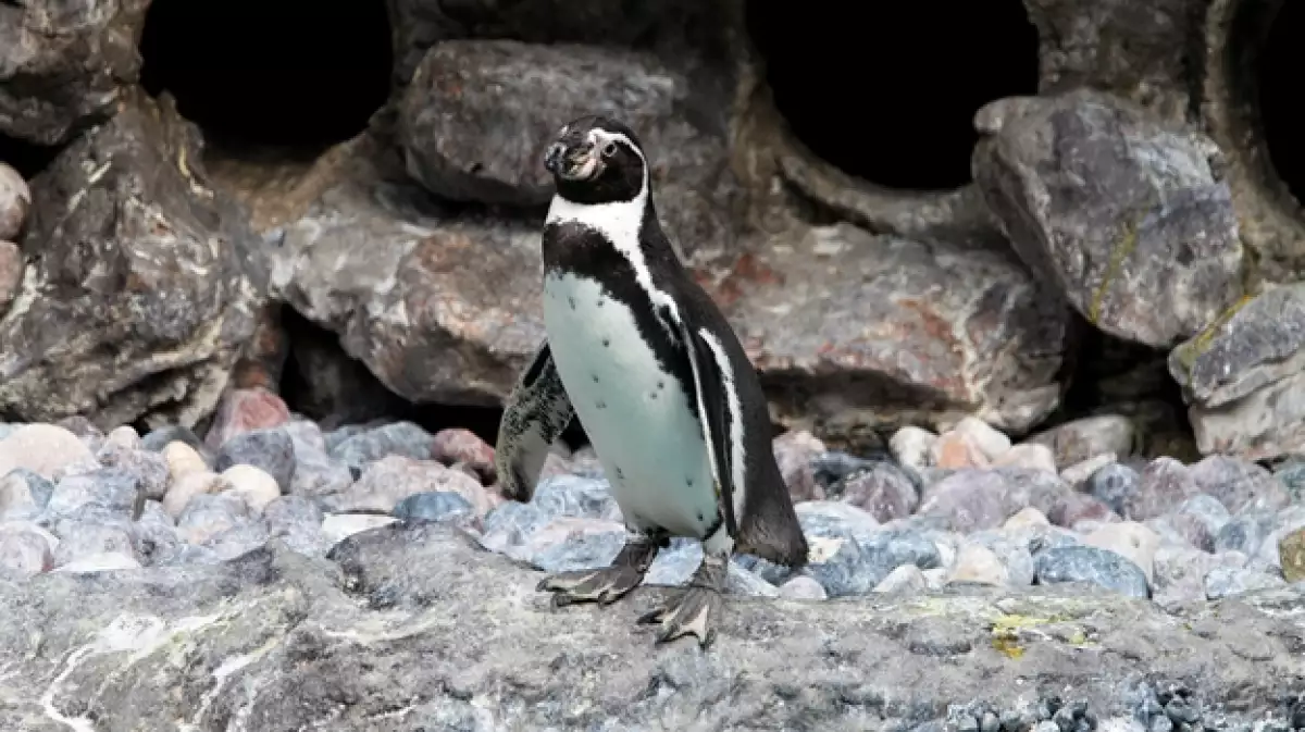 pinguino