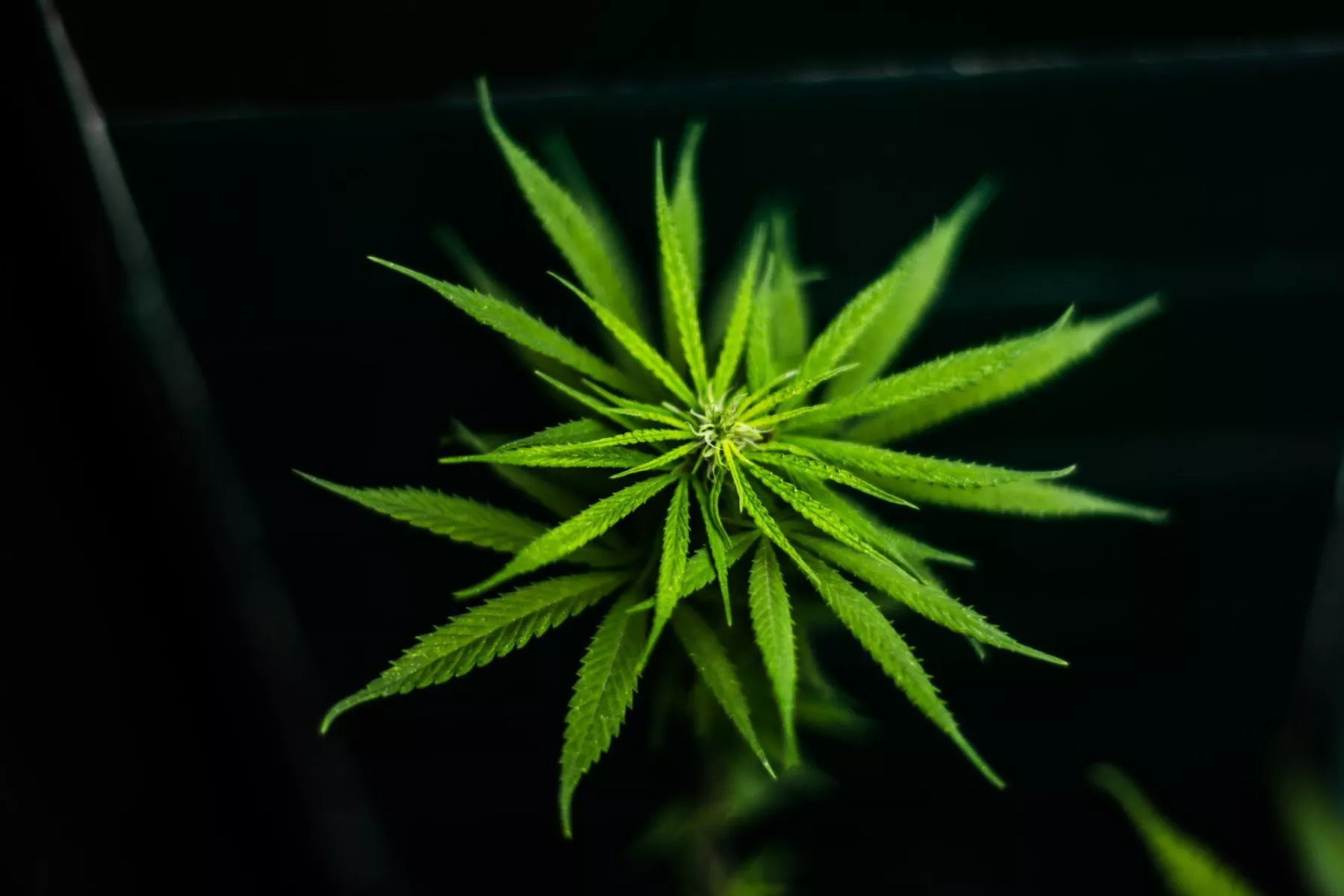 marihuana medicinal